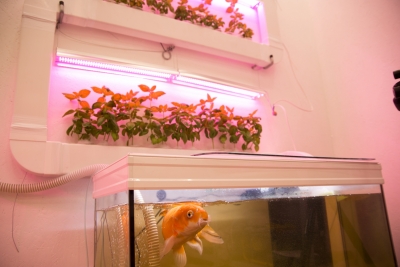 Ieskats Maijas Demiteres veidotajā mini-akvaponikas dārzā. Foto: Maija Demitere.