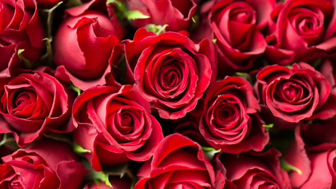 Sarkanas rozes