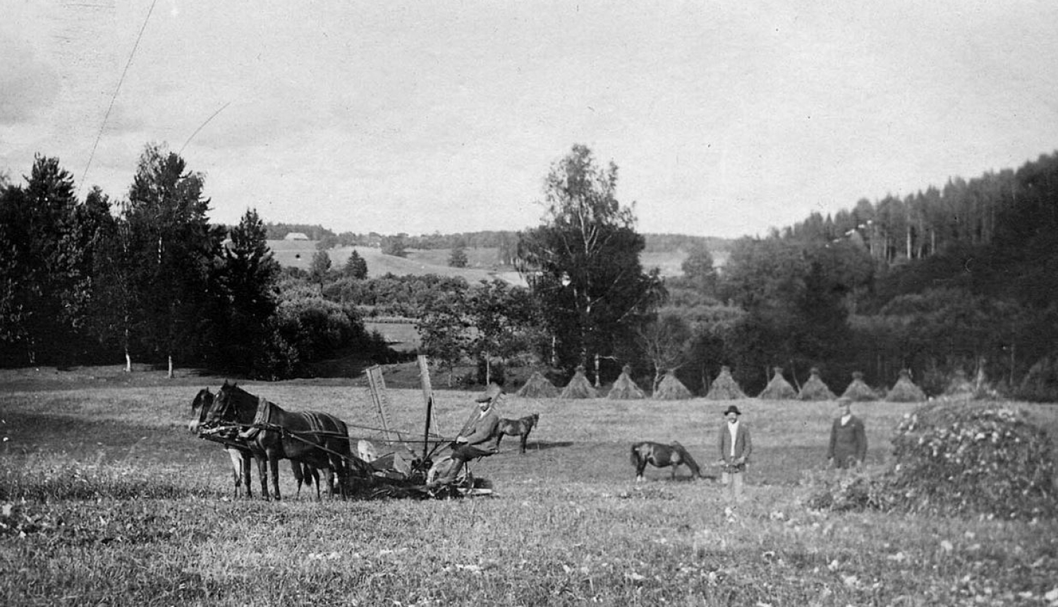 Siena vākšanas darbi latviešu zemnieka sētā. Latvija, 1921. gads.