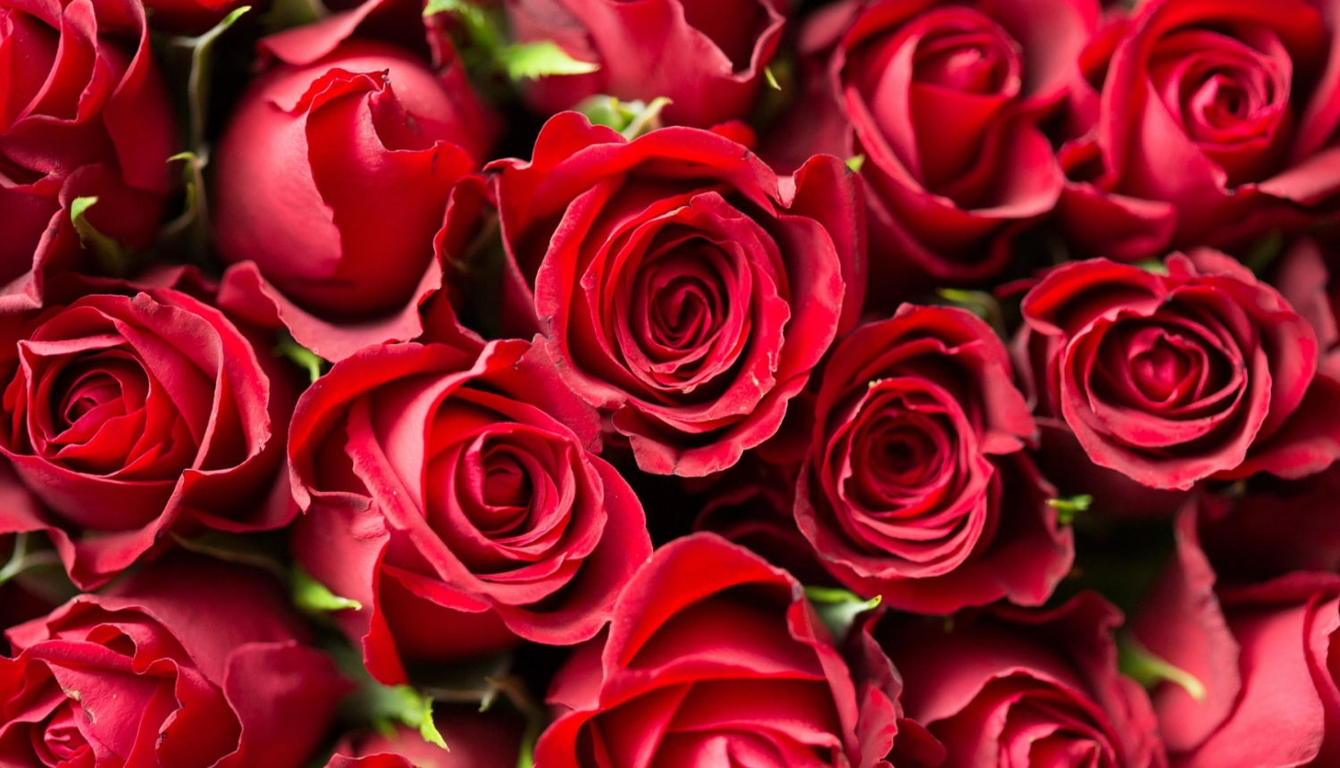 Sarkanas rozes