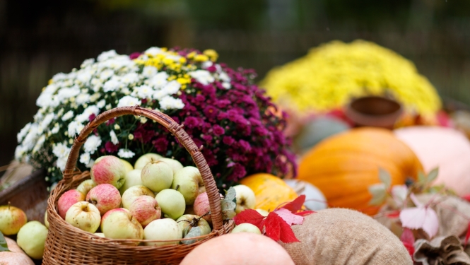 Āboli grozā un citas rudens ražas dārza veltes
