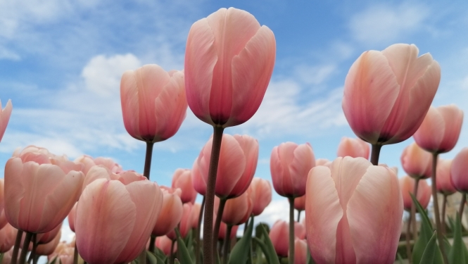 Tulpes Rundāles pils dārzā