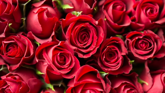 Sarkanas rozes