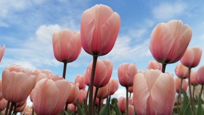 Tulpes Rundāles pils dārzā