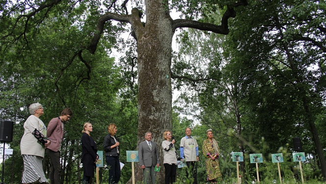Līdz Latvijas valsts simtgadei aicina saskaitīt Latvijas dižkokus