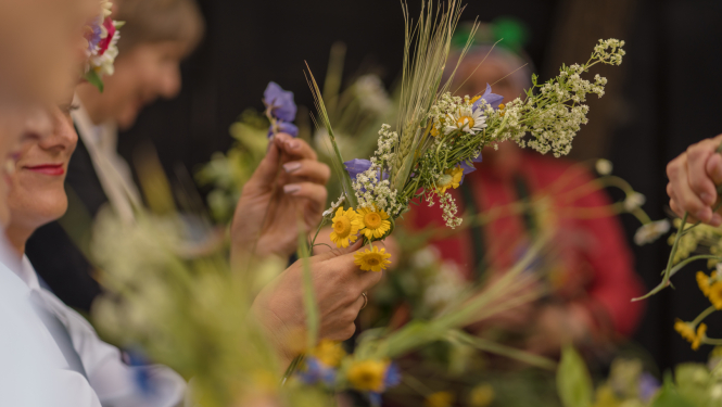 Vainaga pīšanas process no jāņuzālēm