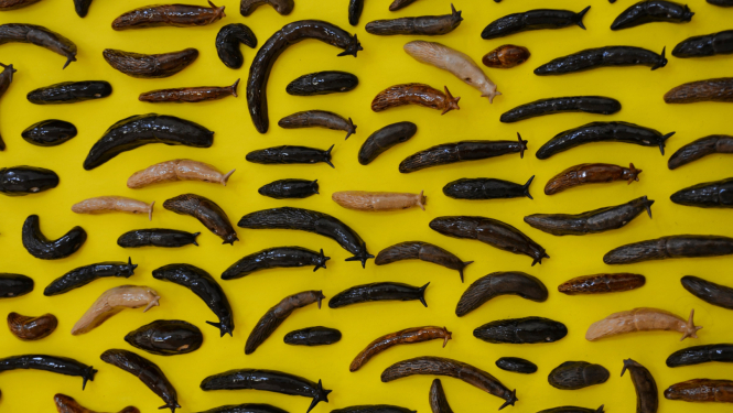 Kristīnes Niedrājas darbs “Iekļauts cenā”; gliemeži uz dzeltena fona