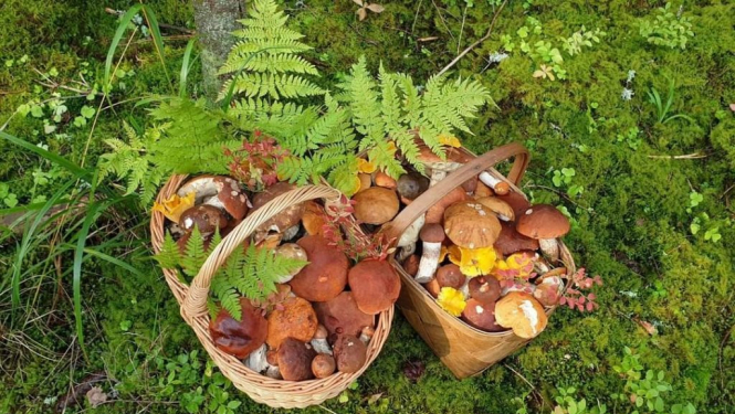 Nacionālā nemateriālā kultūras mantojuma saraksta vērtība "Sēņošana"