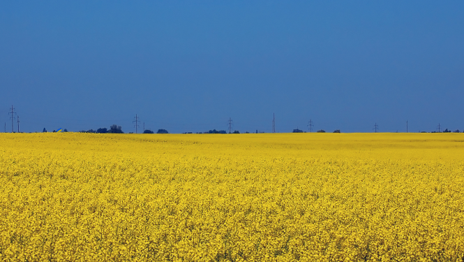 Dzeltens rapšu lauks un zilas debesis