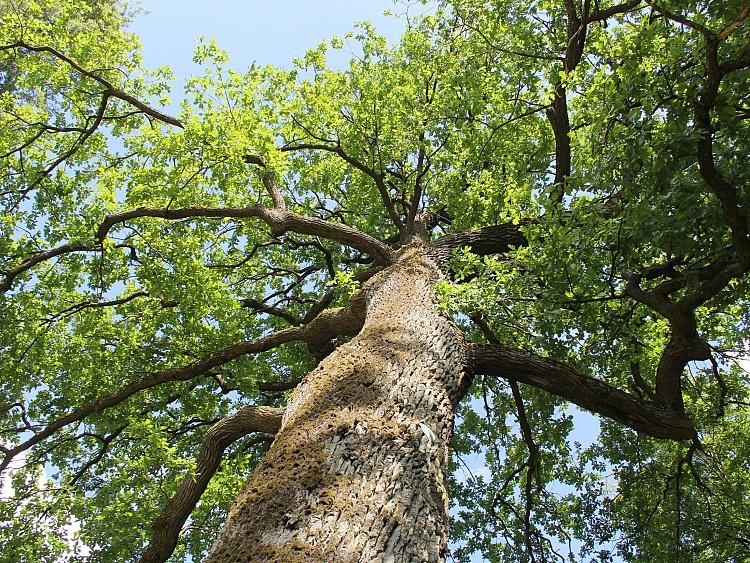 "LV 100 Dižošanās" prezentācijas pasākums Ēbelmuižas parkā