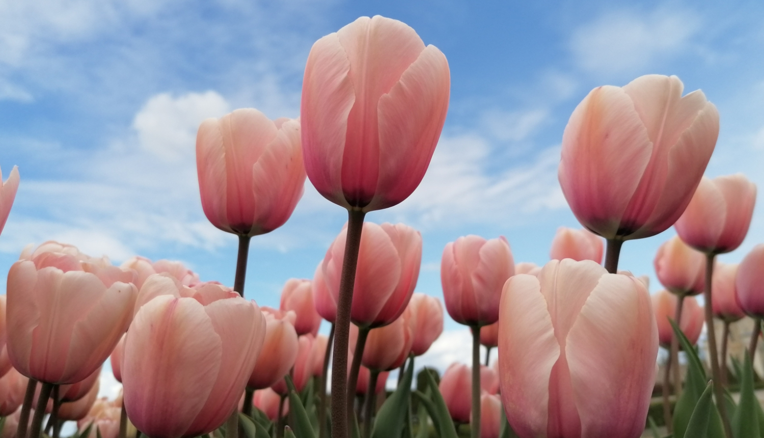 Tulpes Rundāles pils dārzā