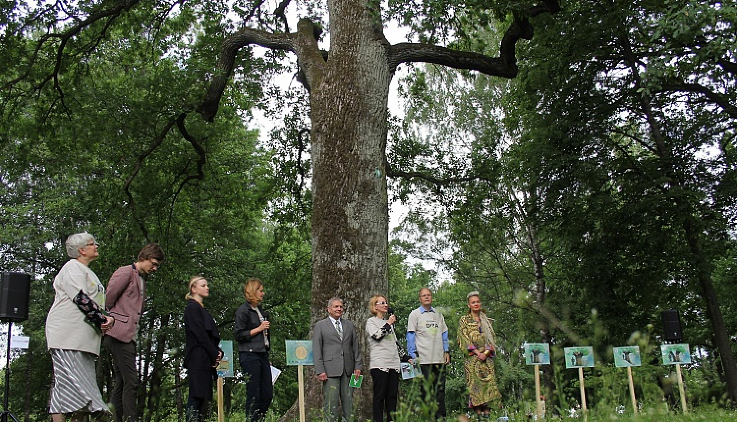 Līdz Latvijas valsts simtgadei aicina saskaitīt Latvijas dižkokus