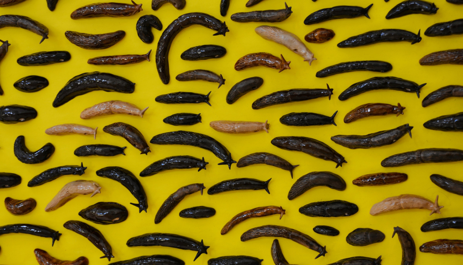 Kristīnes Niedrājas darbs “Iekļauts cenā”; gliemeži uz dzeltena fona