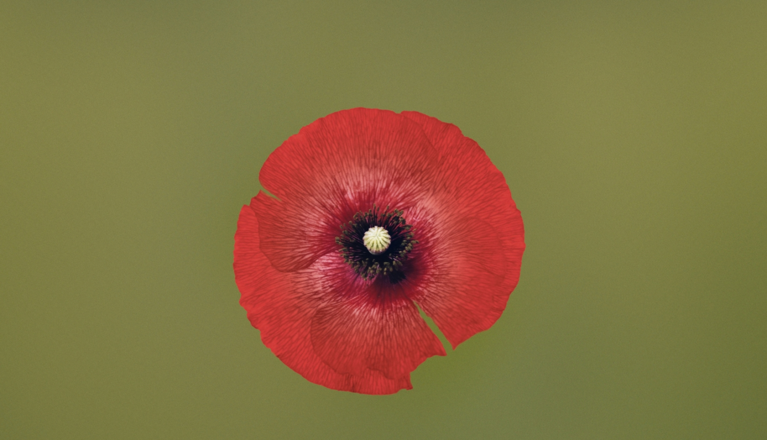 Leoša Janāčeka operas Jenūfa iestudējuma vizuālais materiāls