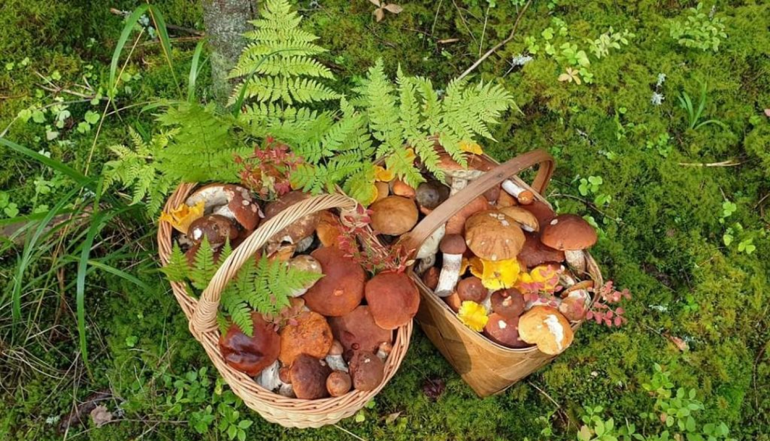 Nacionālā nemateriālā kultūras mantojuma saraksta vērtība "Sēņošana"