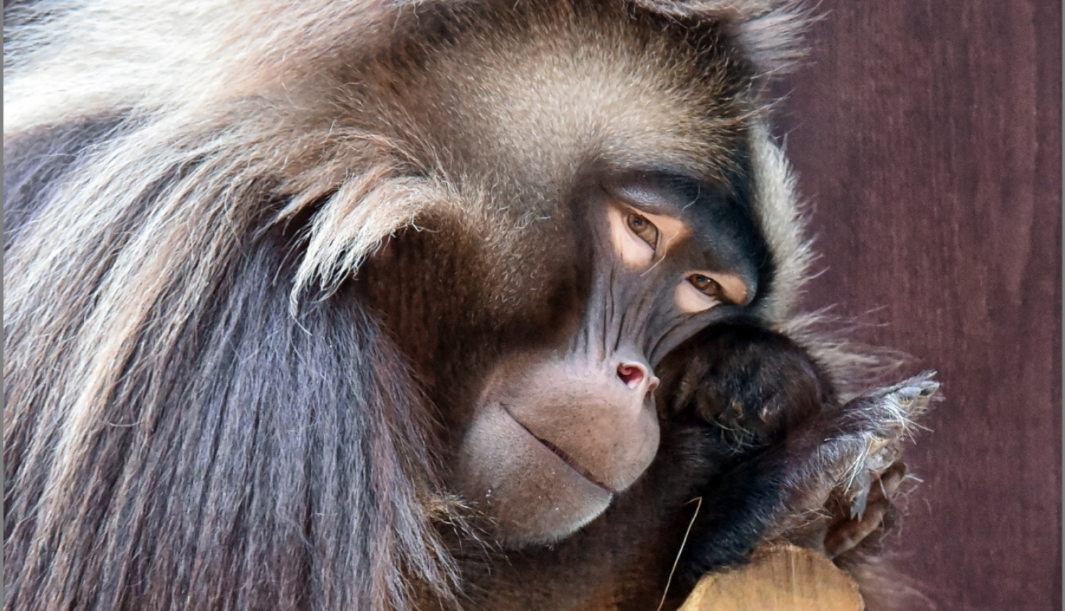 LNVM vizuālais materiāls