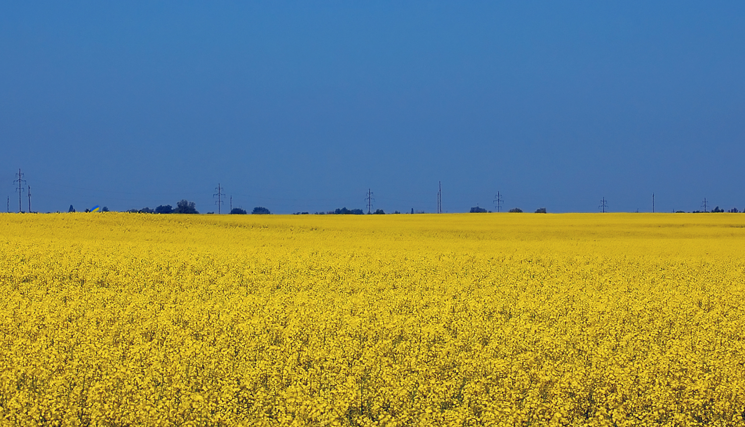 Dzeltens rapšu lauks un zilas debesis