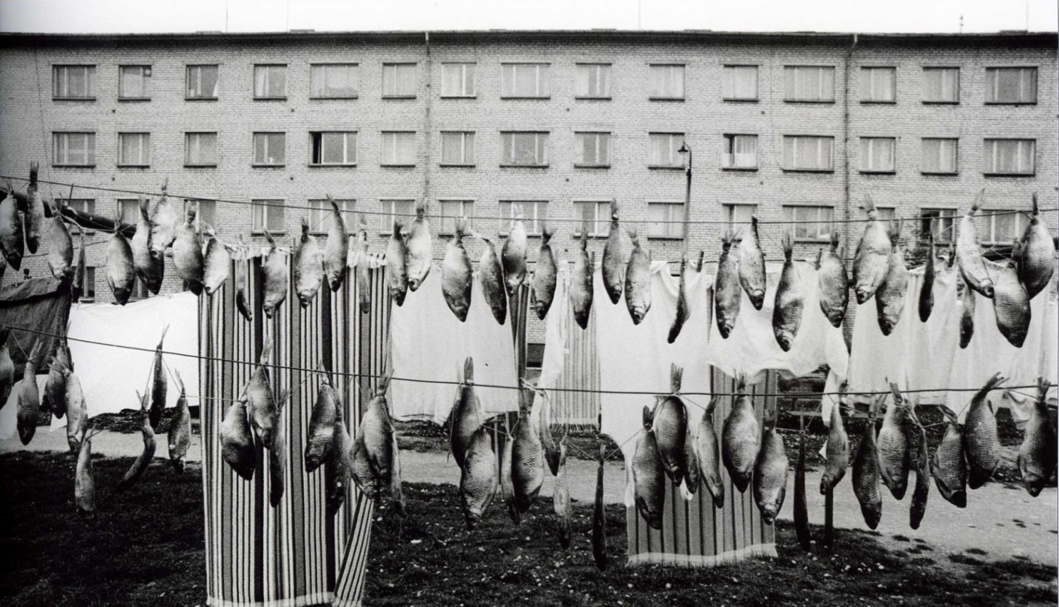 Gvido Kajons. Zivis pie šņores. No cikla “Tēma 011”. 1980–1990. Arhīva papīrs, tintes druka. LNMM kolekcija. Foto: Gvido Kajons