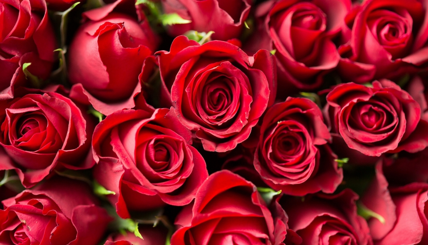 Sarkanas rozes